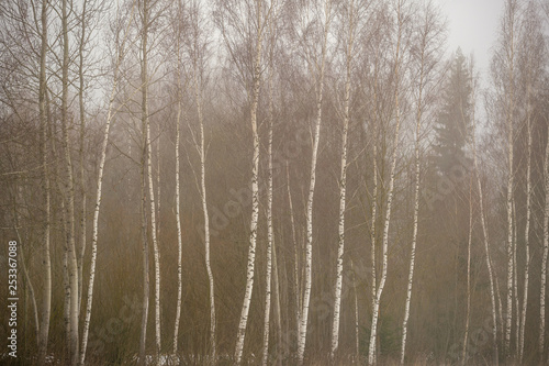 naked birch trees in heavy mist in countryside
