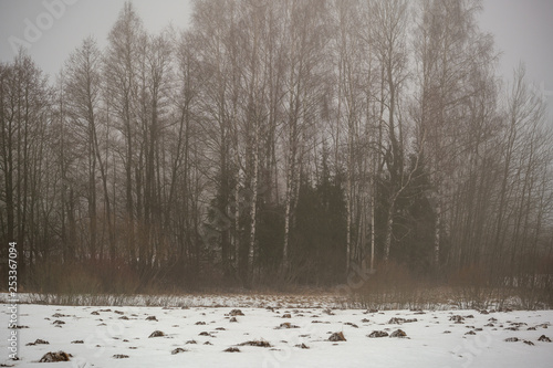 Wallpaper Mural naked birch trees in heavy mist in countryside Torontodigital.ca
