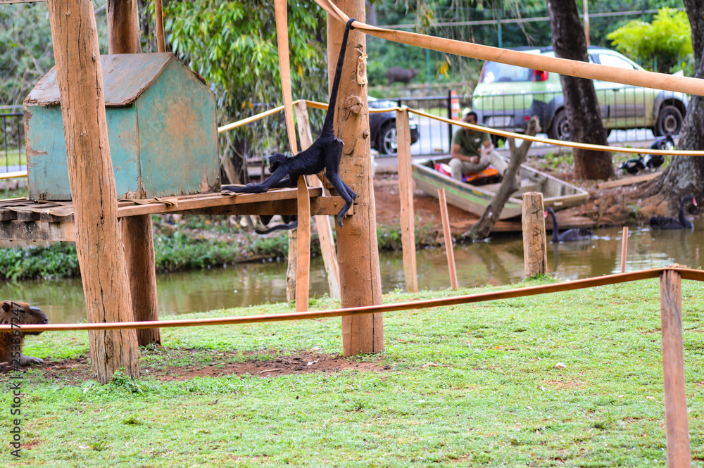 Fototapeta premium balancing monkey