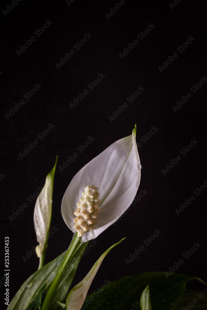 White flower Spathiphyllum on a dark background White flower Spathiphyllum on a dark background
