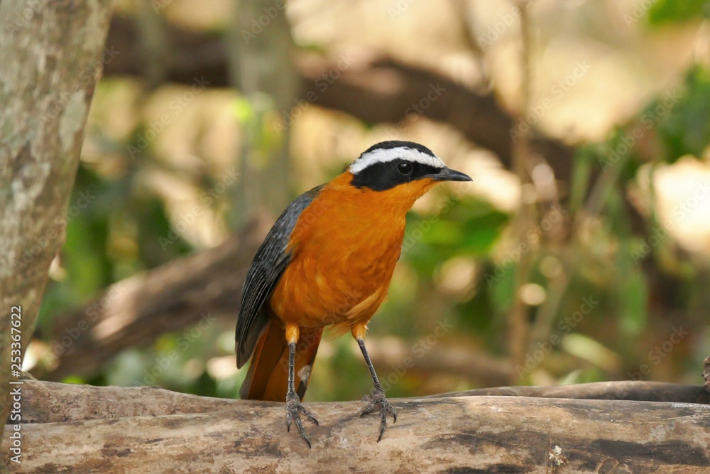 Colorful Superb Starling on the rock Colorful Superb Starling on the rock