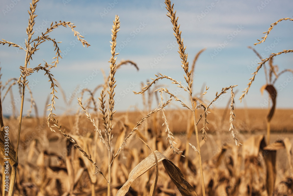 Fototapeta premium Corn in front of hill