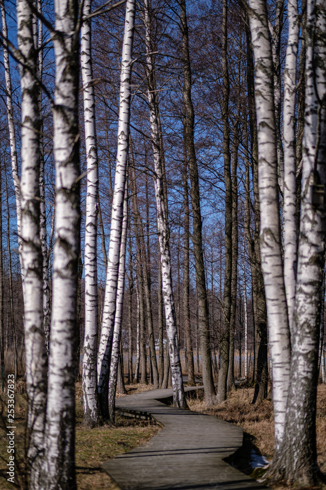 Fototapeta premium birch trees with damaged bark in naked winter landscape