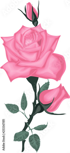 Beautiful pink roses on a white background