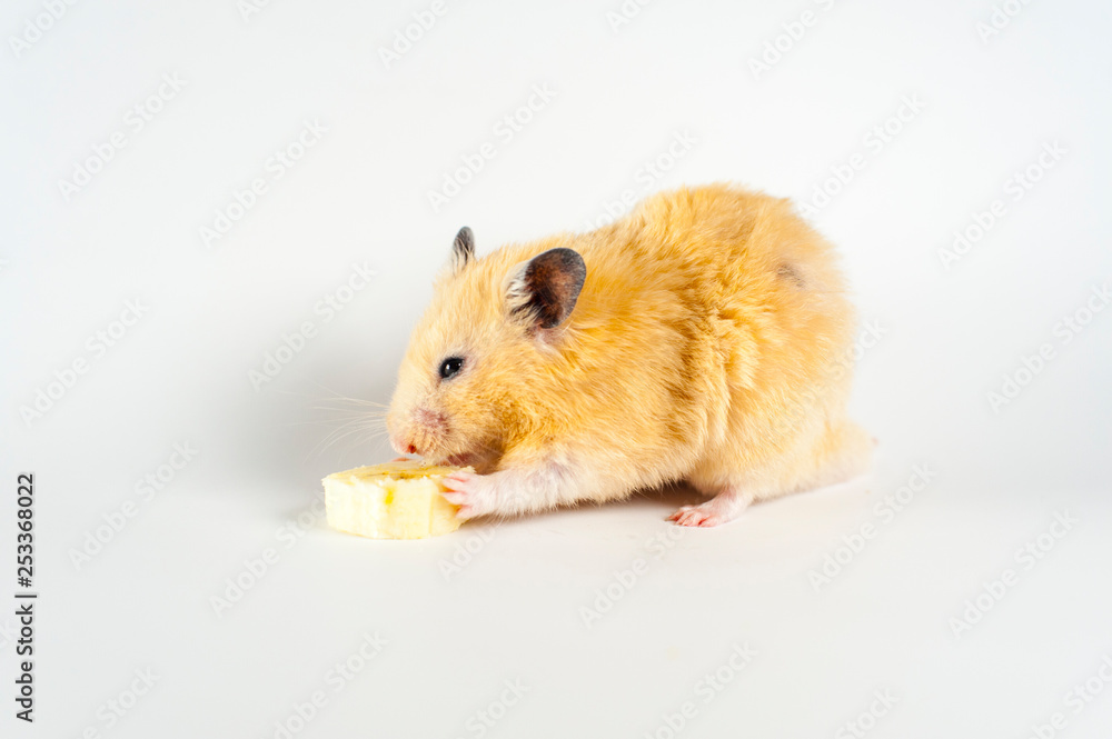 Cute hamster eating banana on white background Cute hamster eating banana on white background