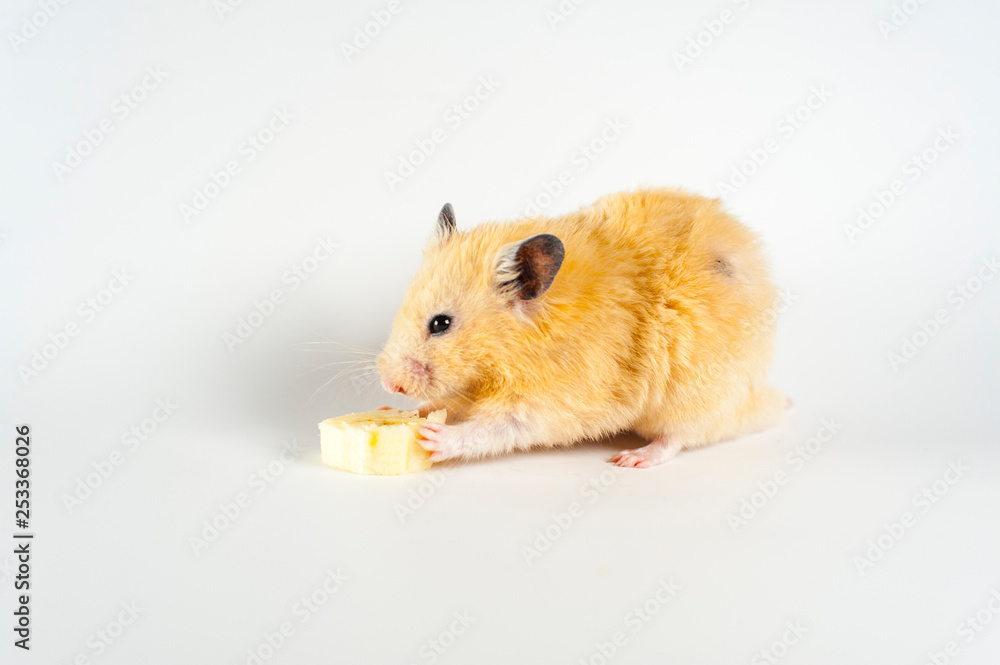 Cute hamster eating banana on white background Stock Photo Adobe Stock