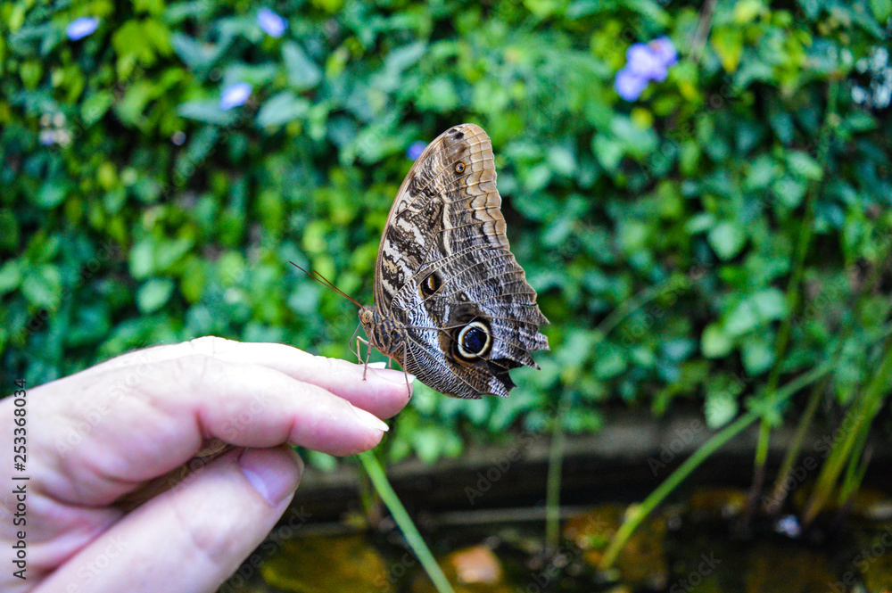 Fototapeta premium butterfly in the hand