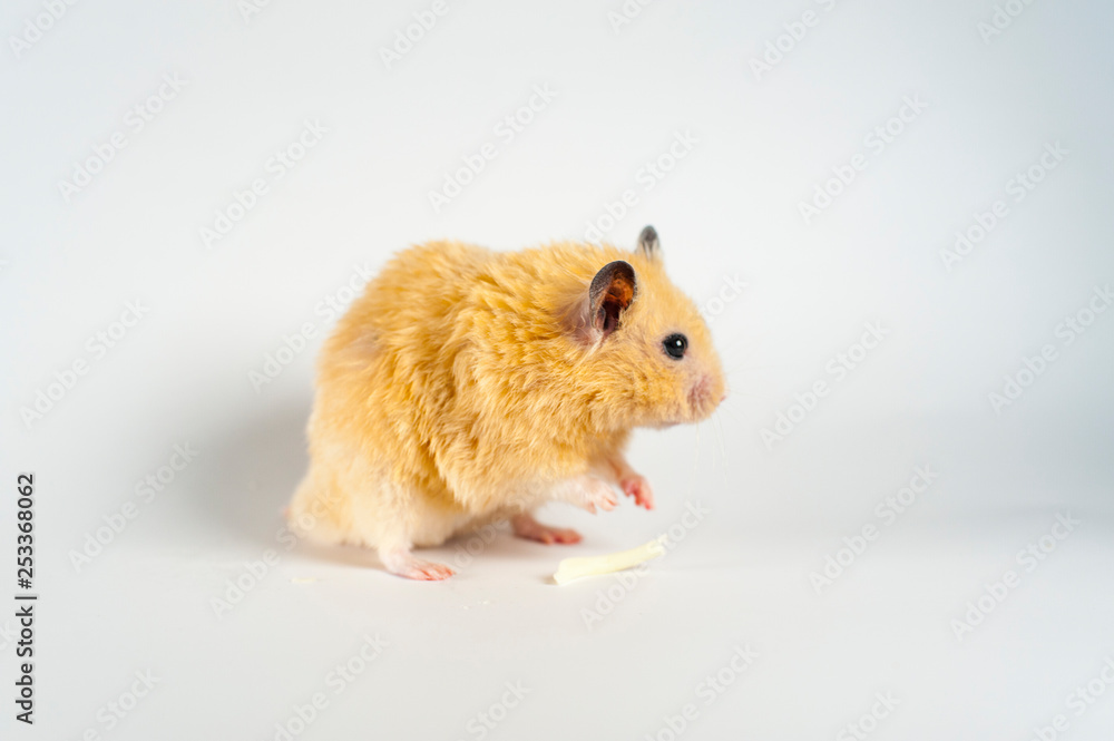 Cute hamster eating sunflowers from bucket on white background Cute hamster eating sunflowers from bucket on white background