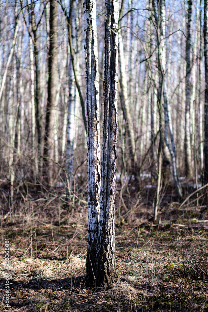 birch trees with damaged bark in naked winter landscape birch trees with damaged bark in naked winter landscape