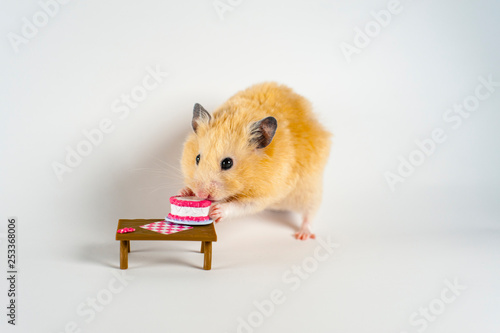 Cute hamster eating cake on white background