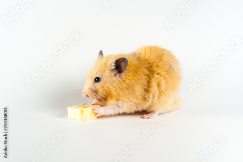 Cute hamster eating banana on white background