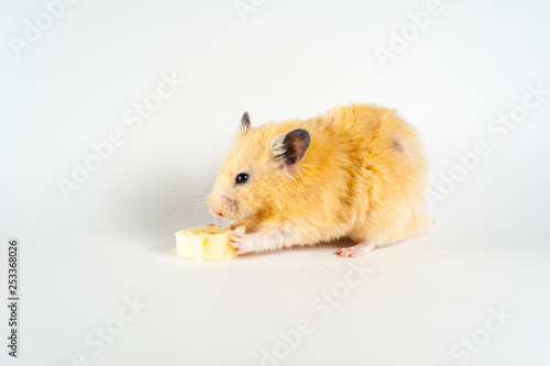 Cute hamster eating banana on white background