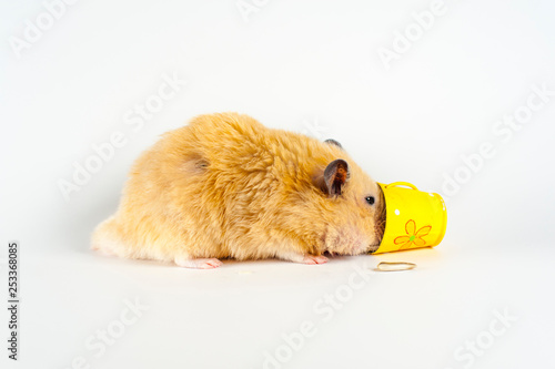 Cute hamster eating sunflowers from bucket on white background