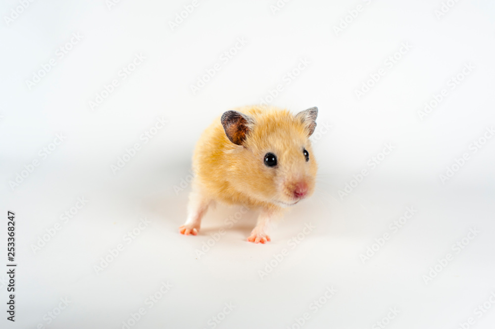 Cute hamster at white background