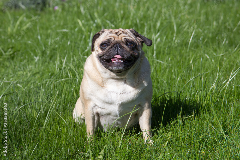 Pug dog in the garden Pug dog in the garden