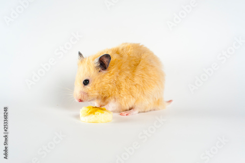 Cute hamster eating banana on white background