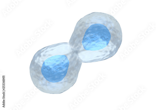 process of dividing the stem cells on white background