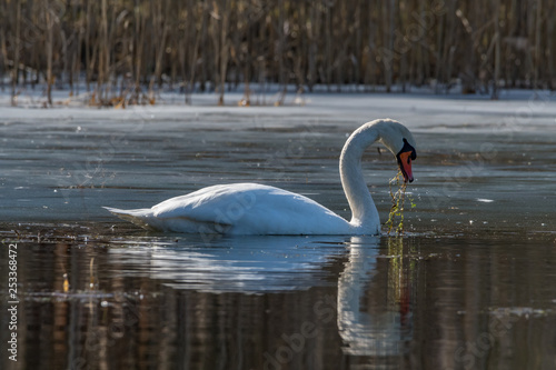 swans on the lake