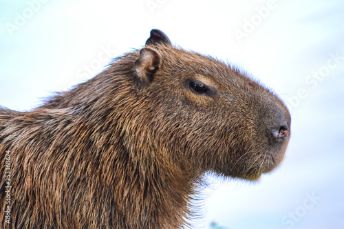 capybara