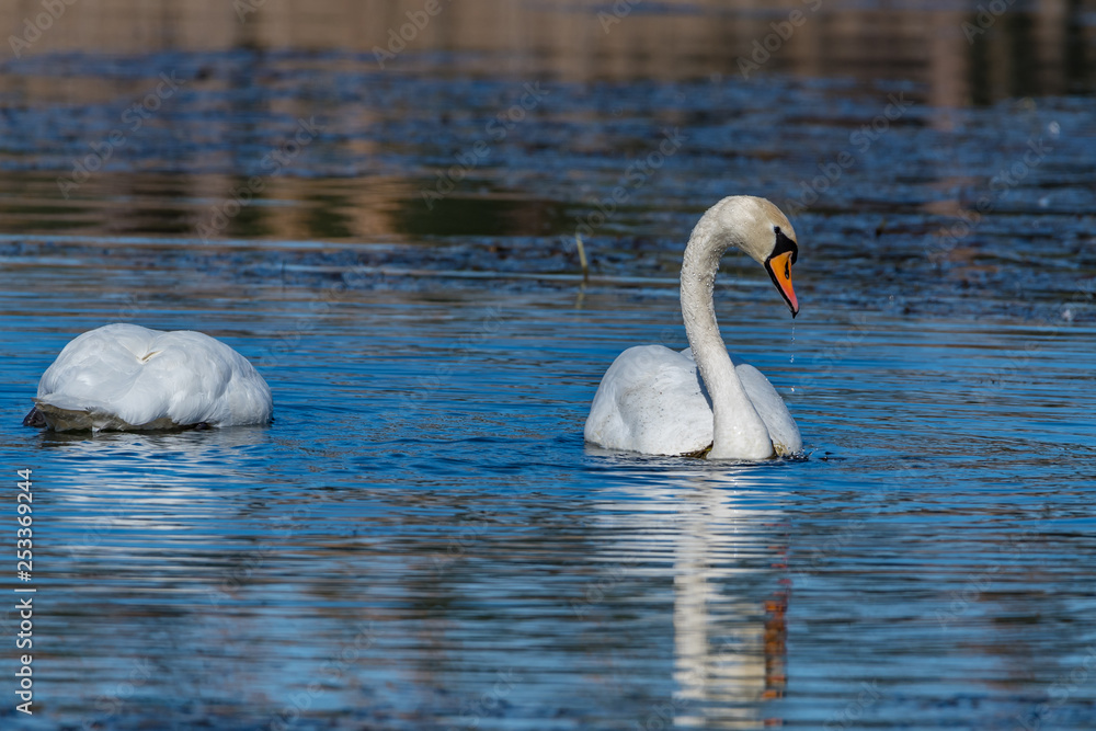 Obraz premium swans on the lake
