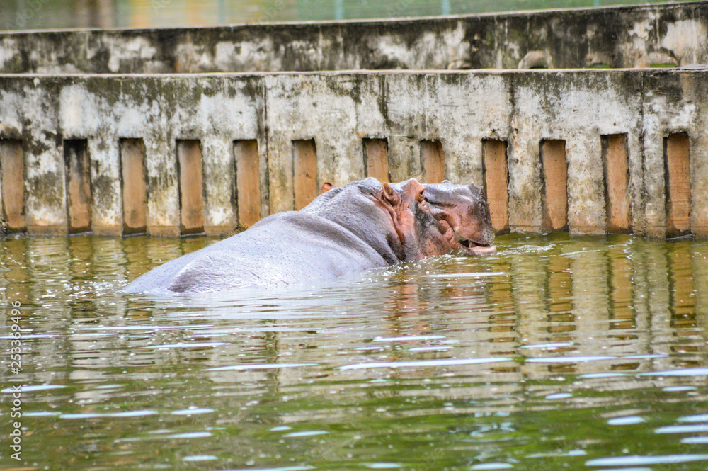 Fototapeta premium hipoppotamus hipopotamo