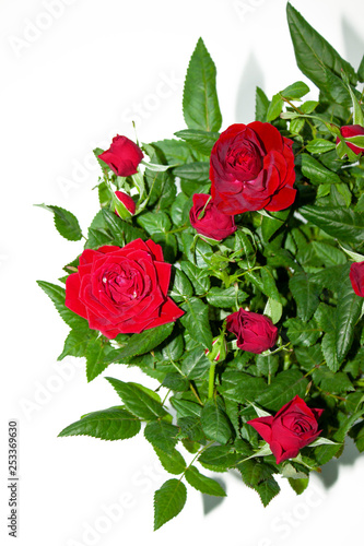 Bouquet of red roses on white background. Flowers. Background for congratulations girl  colleague  mother  grandmother
