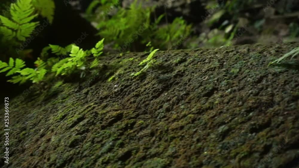 Pan from left to right on a rock covered by moss Pan from left to right on a rock covered by moss