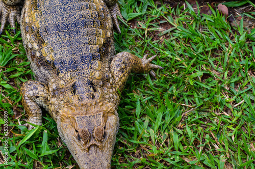 alligator Jacaré