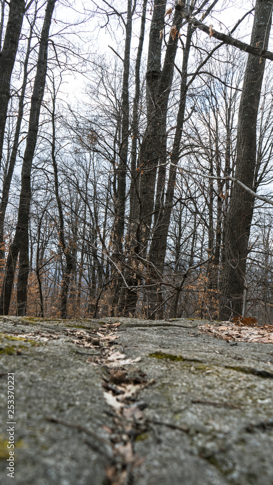 Winter trees in a Forest of Bulgaria with branch without leaf and a Rock Winter trees in a Forest of Bulgaria with branch without leaf and a Rock