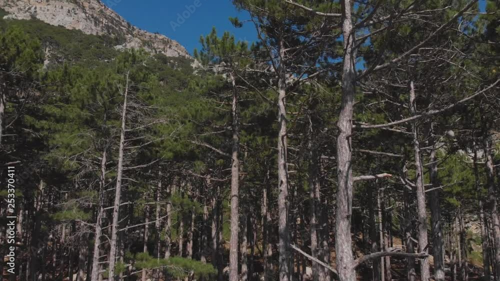 camera descends into a pine forest in the mountains, aerial shot camera descends into a pine forest in the mountains, aerial shot