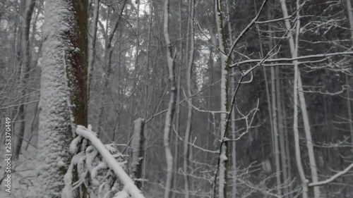 Wallpaper Mural Pan up in dense snowy forest scene. Torontodigital.ca