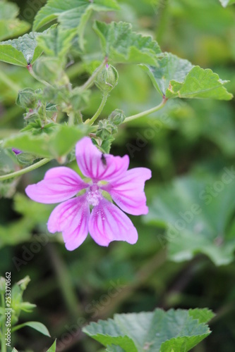 A purple isolated flower with the green background