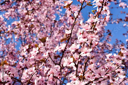 Cherry, Prunus cerasus blossom with pink flowers and some red leaves, Prunus Cerasifera Pissardii tree on a blue sky background in spring