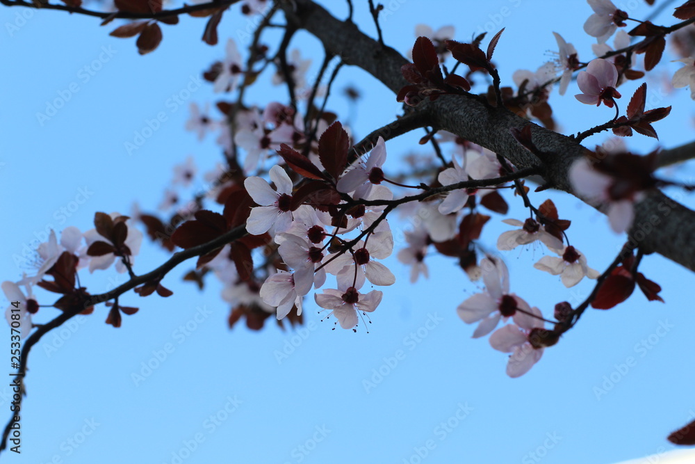 Beautiful Spring flowers of a tree Beautiful Spring flowers of a tree