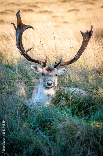 Deer resting in long grass, Home Park, Surrey, England, United Kingdom