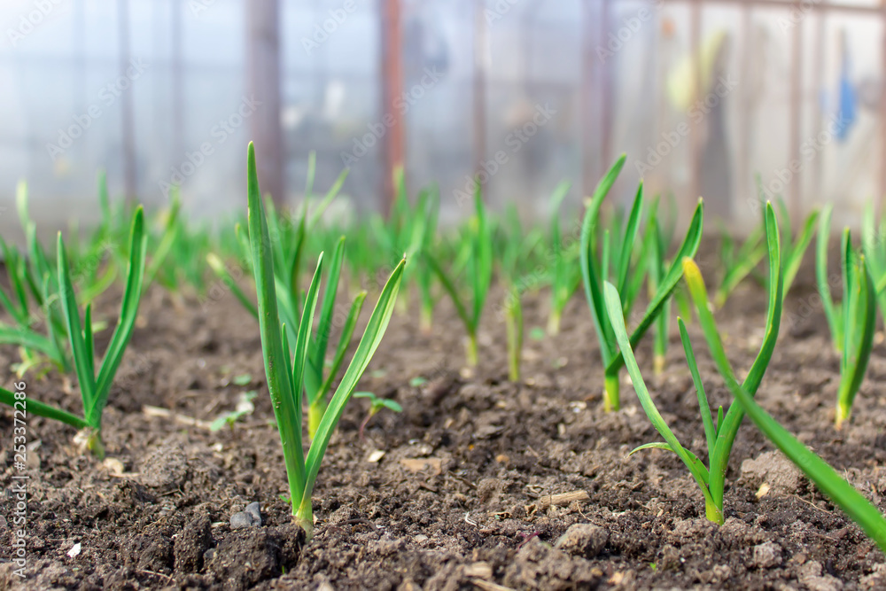 Young green onions seedlings growing at spring time from earth. Earth Day. Young green onions seedlings growing at spring time from earth. Earth Day.