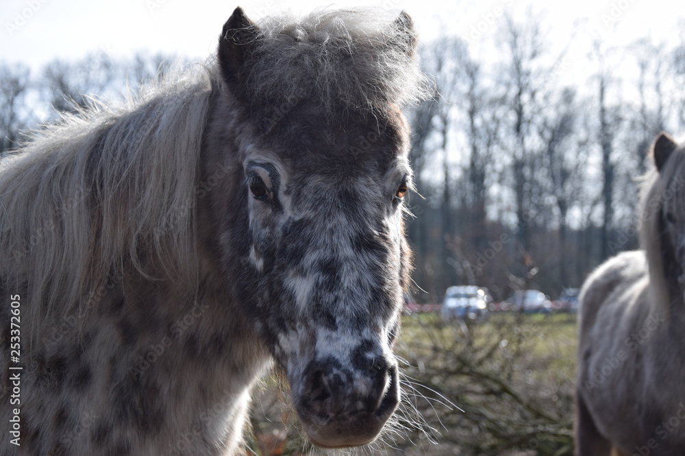 Fototapeta premium Mini-Shetland Pony auf der Weide