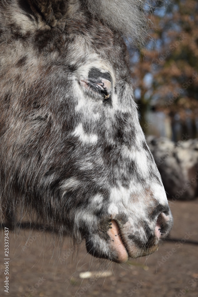Mini-Shetland Pony auf der Weide