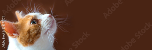 Portrait of a beautiful red-white cat