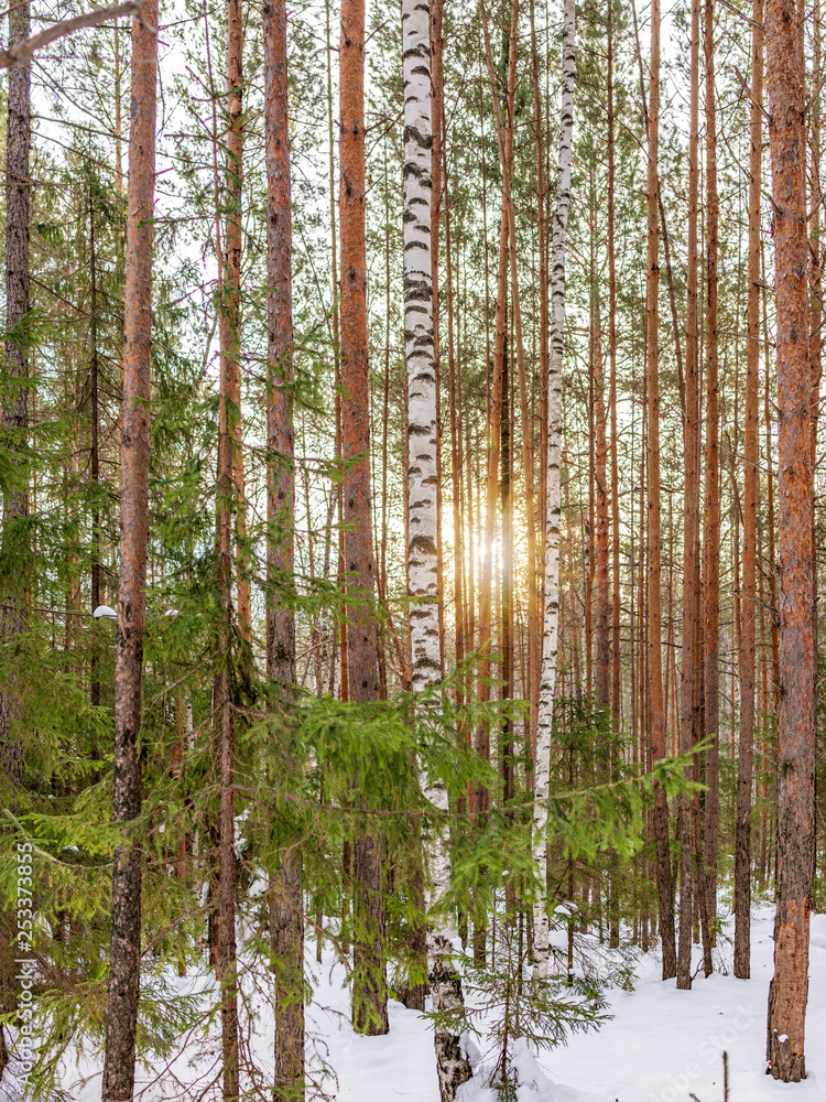 Birch and spruce forest on a winter day with fresh white snow. Birch and spruce forest on a winter day with fresh white snow.