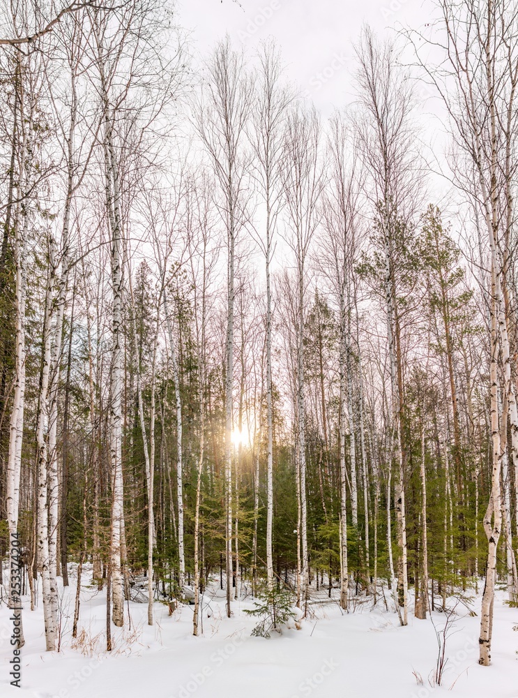 Birch and spruce forest on a winter day with fresh white snow. Birch and spruce forest on a winter day with fresh white snow.