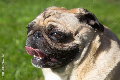 pug dog in hot summer day