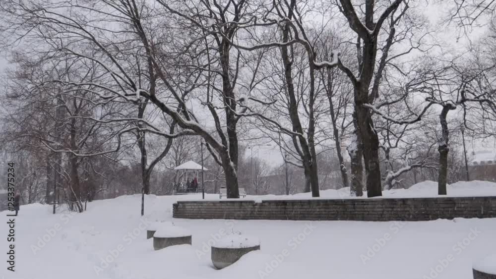 Small city park in Tallinn during snow storm in winter with tall dark trees and everything covered in snow Small city park in Tallinn during snow storm in winter with tall dark trees and everything covered in snow