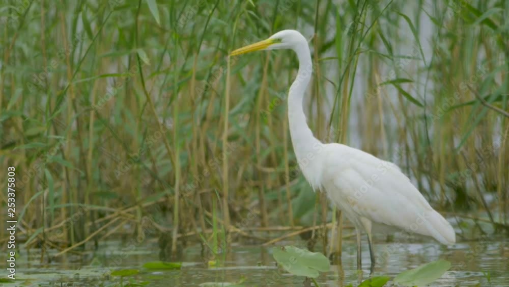 Great white egret (Ardea alba) hunting fish in the lake and flying walking slow motion Great white egret (Ardea alba) hunting fish in the lake and flying walking slow motion