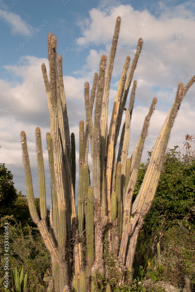 tige de cactus au soleil