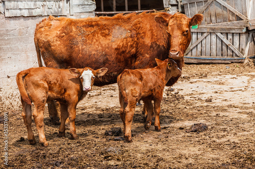 Limousin cow with her two calves.