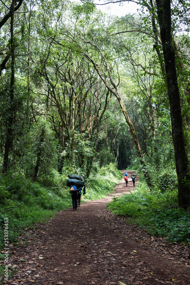 Obraz premium Unrecognisable male porters carry loads of up to 30kg on their backs and heads up through the rainforest shade on a hot and humid sunny day on the Machame hiking route of Mount Kilimanjaro, Tanzania.
