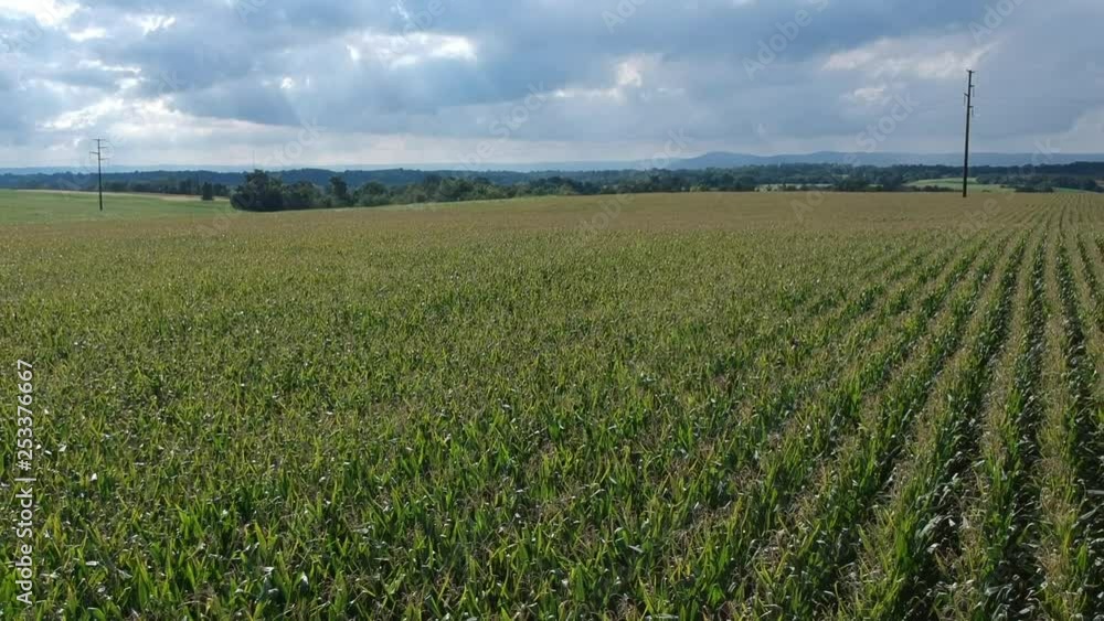Revealing the corn field below Revealing the corn field below