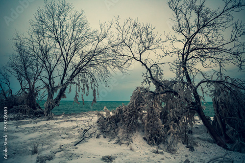 Wallpaper Mural Mississauga, Canada, February 14, 2019: winter idyll of frozen trees and shores of Lake Ontario near Toronto, Canada Torontodigital.ca