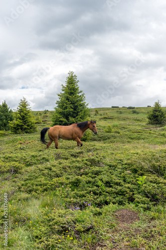 Italy, Alpe di Siusi, Seiser Alm with Sassolungo Langkofel Dolomite, a brown horse grazing on a lush green field © SkandaRamana